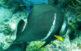 Gray Angelfish - Pomacanthus arcuatus