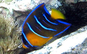 Queen Angelfish - Holacanthus ciliaris