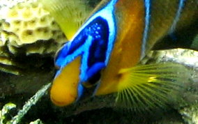 Queen Angelfish - Holacanthus ciliaris