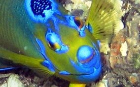 Queen Angelfish - Holacanthus ciliaris