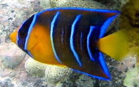 Queen Angelfish