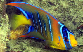 Queen Angelfish - Holacanthus ciliaris