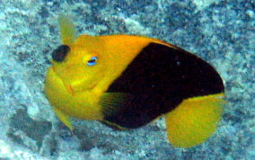 Rock Beauty - Holacanthus tricolor