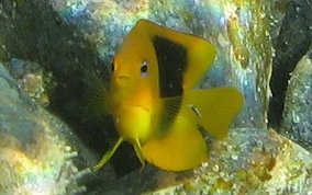 Rock Beauty - Holacanthus tricolor