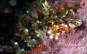 Barfin Blenny - Malacoctenus versicolor