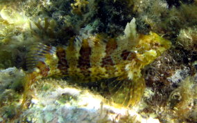 Barfin Blenny - Malacoctenus versicolor