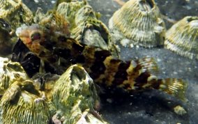 Barfin Blenny - Malacoctenus versicolor