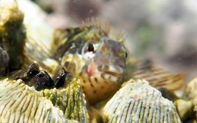 Barfin Blenny - Malacoctenus versicolor