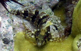 Barfin Blenny - Malacoctenus versicolor