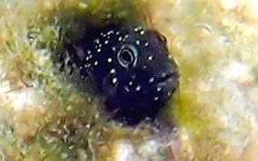 Darkhead Blenny - Emblemariopsis sp.