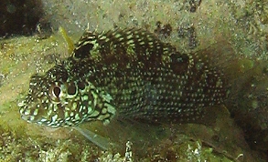 Dusky Blenny - Malacoctenus gilli