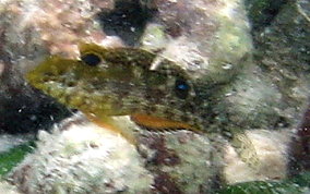 Dusky Blenny - Malacoctenus gilli