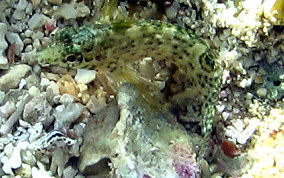 Dusky Blenny - Malacoctenus gilli