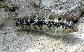 Dusky Blenny - Malacoctenus gilli