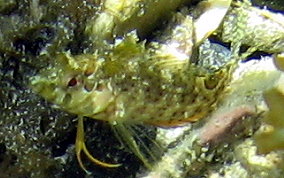 Dusky Blenny - Malacoctenus gilli