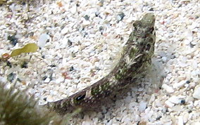 Dusky Blenny - Malacoctenus gilli