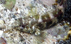 Dusky Blenny - Malacoctenus gilli