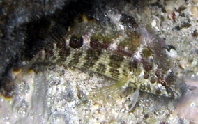 Dusky Blenny - Malacoctenus gilli