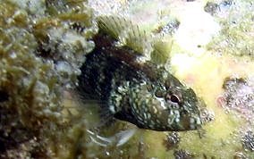 Dusky Blenny - Malacoctenus gilli