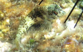 Goldline Blenny - Malacoctenus aurolineatus