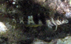 Goldline Blenny - Malacoctenus aurolineatus