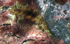 Goldline Blenny - Malacoctenus aurolineatus