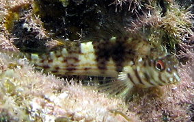 Goldline Blenny - Malacoctenus aurolineatus