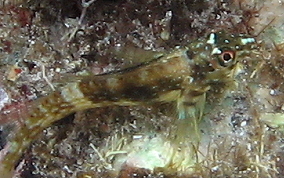 Goldline Blenny - Malacoctenus aurolineatus