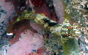 Goldline Blenny - Malacoctenus aurolineatus