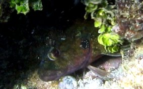 Hairy Blenny - Labrisomus nuchipinnis