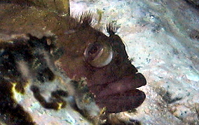 Hairy Blenny - Labrisomus nuchipinnis