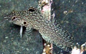 Hairy Blenny - Labrisomus nuchipinnis