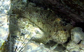 Hairy Blenny - Labrisomus nuchipinnis