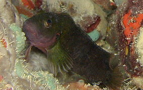 Hairy Blenny - Labrisomus nuchipinnis