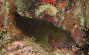 Hairy Blenny - Labrisomus nuchipinnis