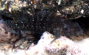 Hairy Blenny - Labrisomus nuchipinnis