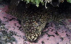 Hairy Blenny - Labrisomus nuchipinnis