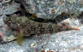 Hairy Blenny - Labrisomus nuchipinnis