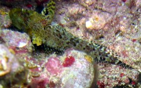 Mimic Blenny - Labrisomus guppyi