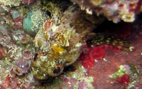 Mimic Blenny - Labrisomus guppyi