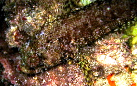 Mimic Blenny - Labrisomus guppyi