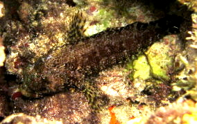 Mimic Blenny - Labrisomus guppyi