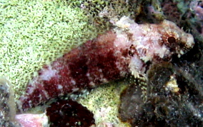 Mimic Blenny - Labrisomus guppyi