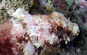 Mimic Blenny - Labrisomus guppyi