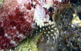 Mimic Blenny - Labrisomus guppyi