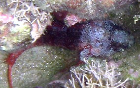 Mimic Blenny - Labrisomus guppyi