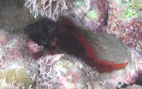 Mimic Blenny - Labrisomus guppyi