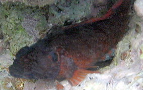 Mimic Blenny - Labrisomus guppyi