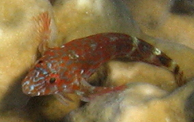 Orangespotted Blenny - Hypleurochilus springeri