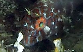 Orangespotted Blenny - Hypleurochilus springeri